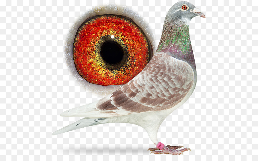 Pigeon，Oiseau PNG