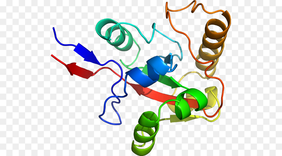 Structure Des Protéines，Biologie PNG