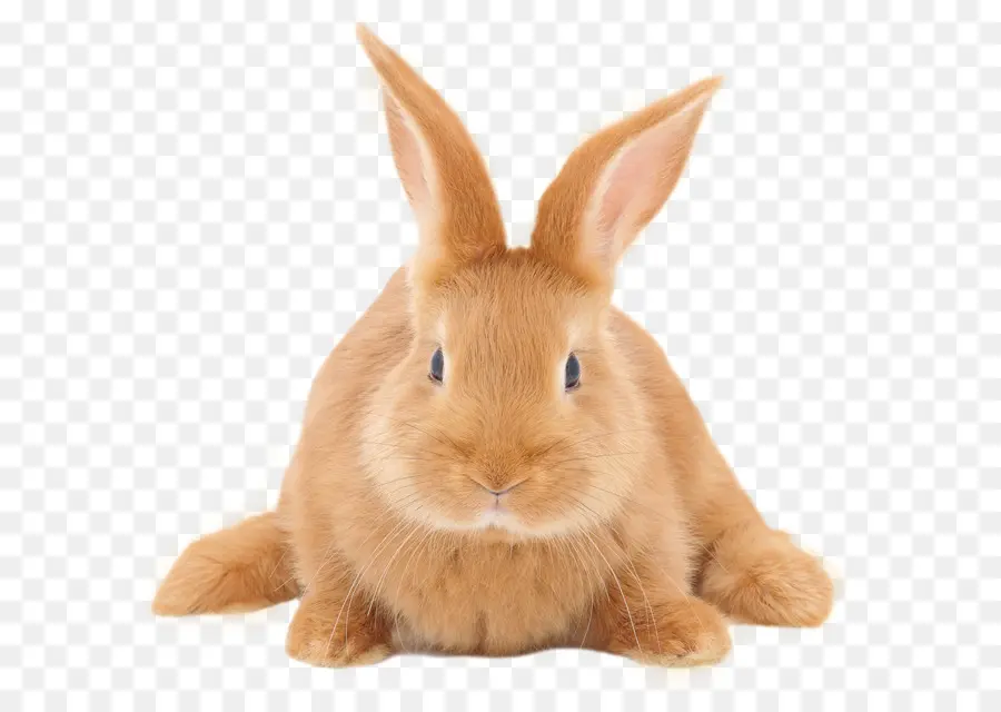 Lapin Mignon，Lapin PNG