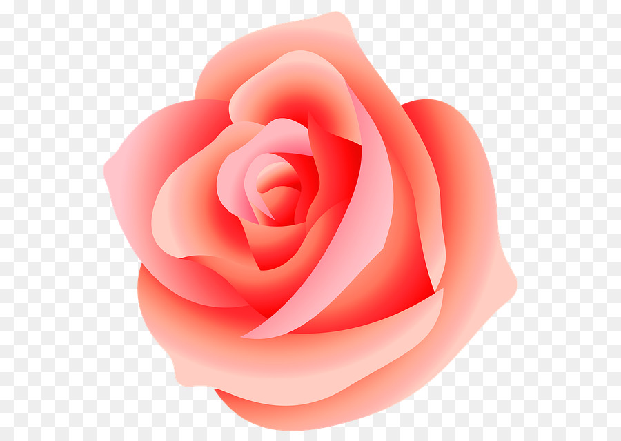 Rose Rose，Rose PNG