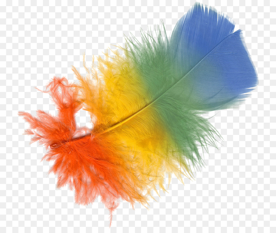 Plume，Couleur PNG