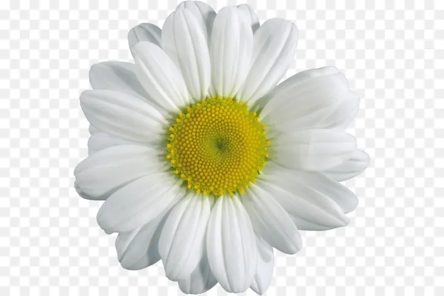 Fleur，Marguerite PNG