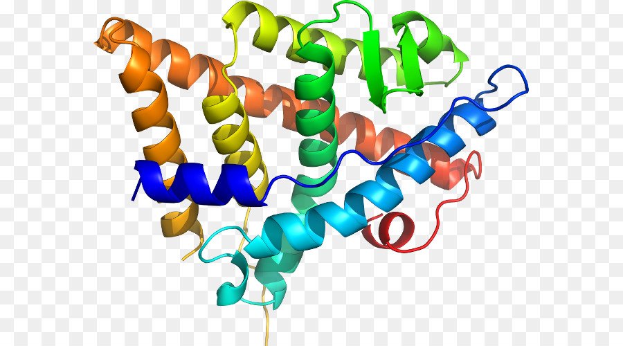 Structure Des Protéines，Biologie PNG