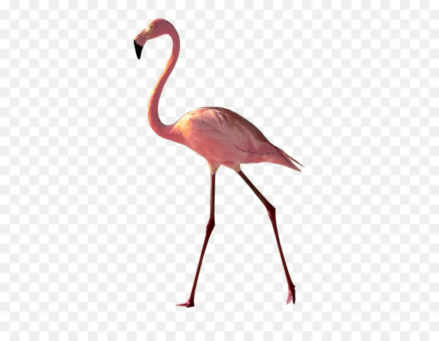 Flamingo，Oiseau PNG