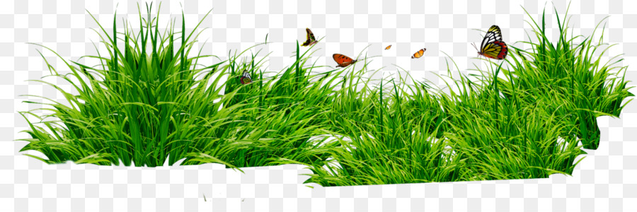 Herbe，Papillons PNG