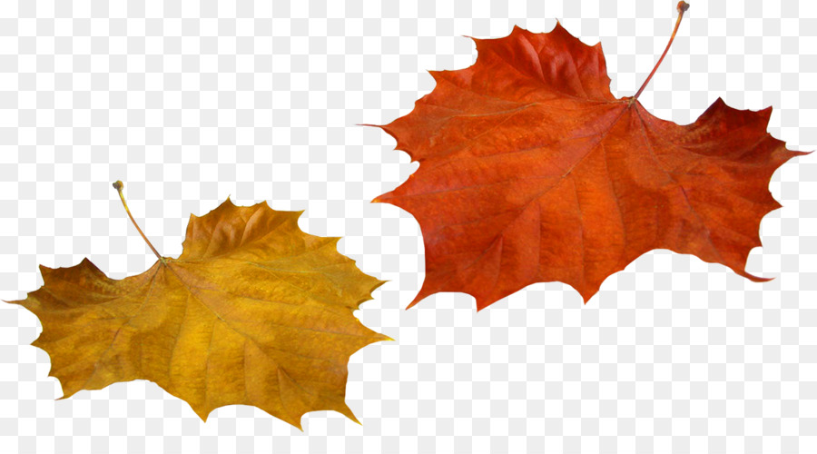 Feuilles Brunes，Automne PNG