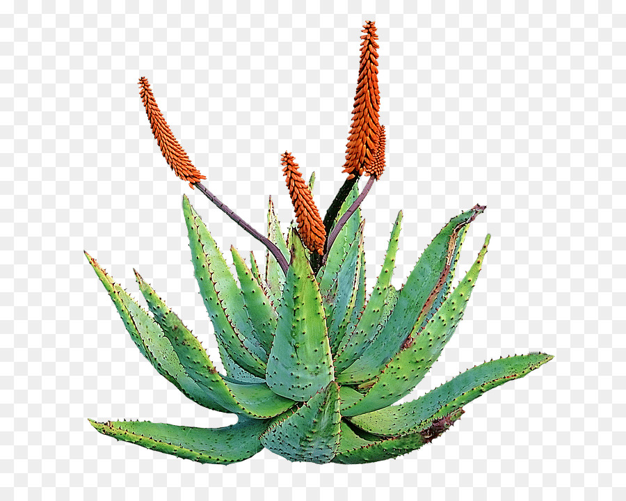 Aloé Véra，Succulent PNG