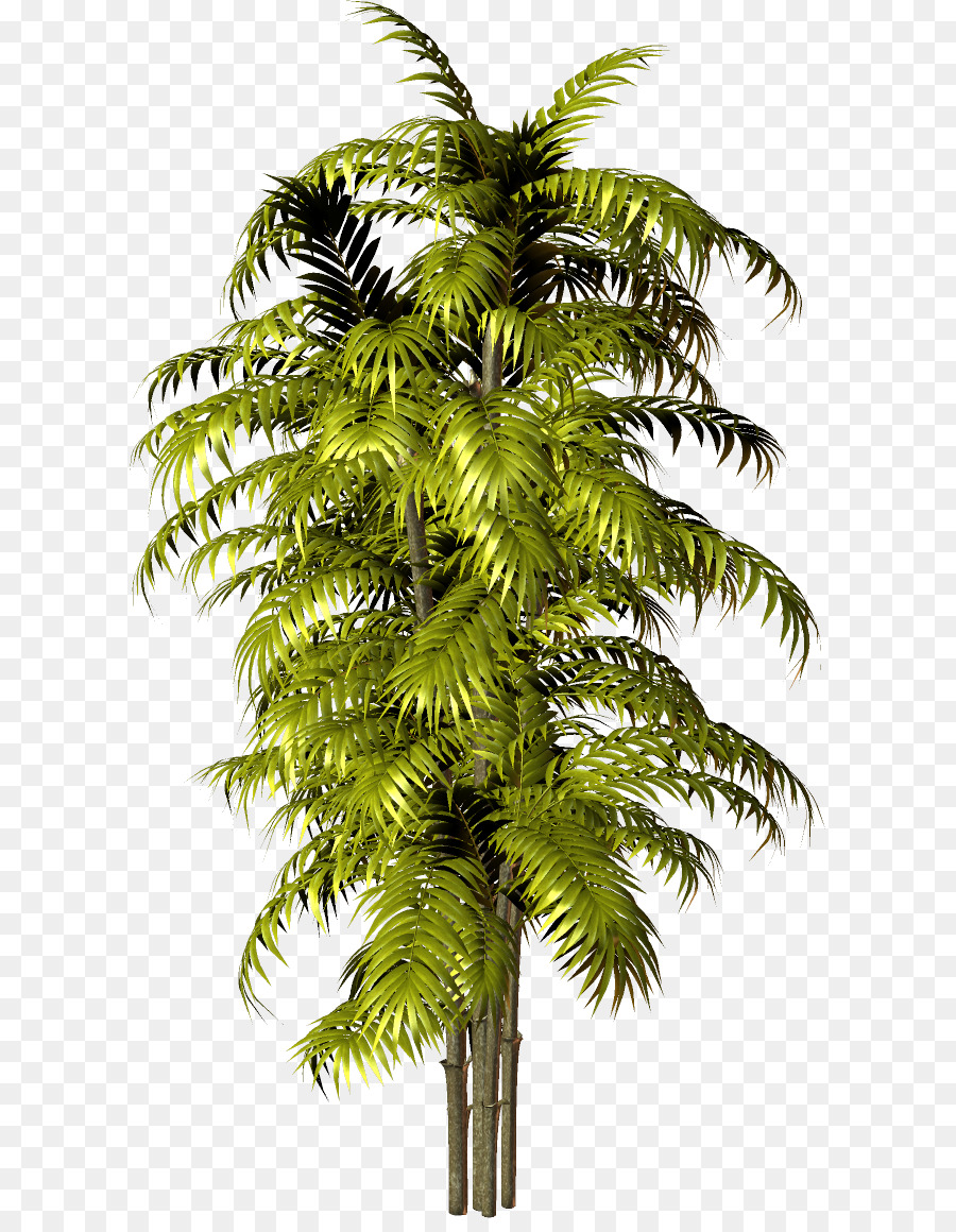 Arbre，Feuilles PNG