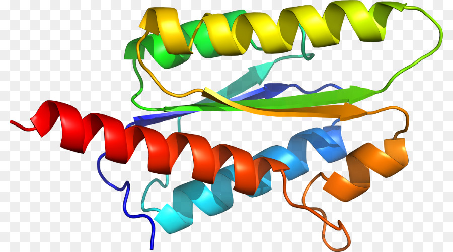 Hélice Protéique，Molécule PNG