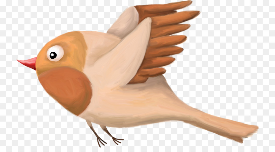 Oiseau，Plumes PNG