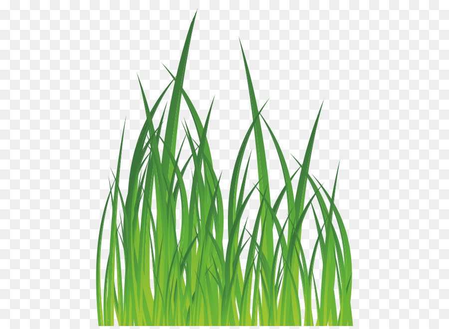 Herbe Verte，Vert PNG