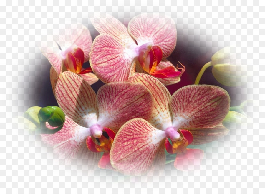 Orchidées Roses，Floraison PNG