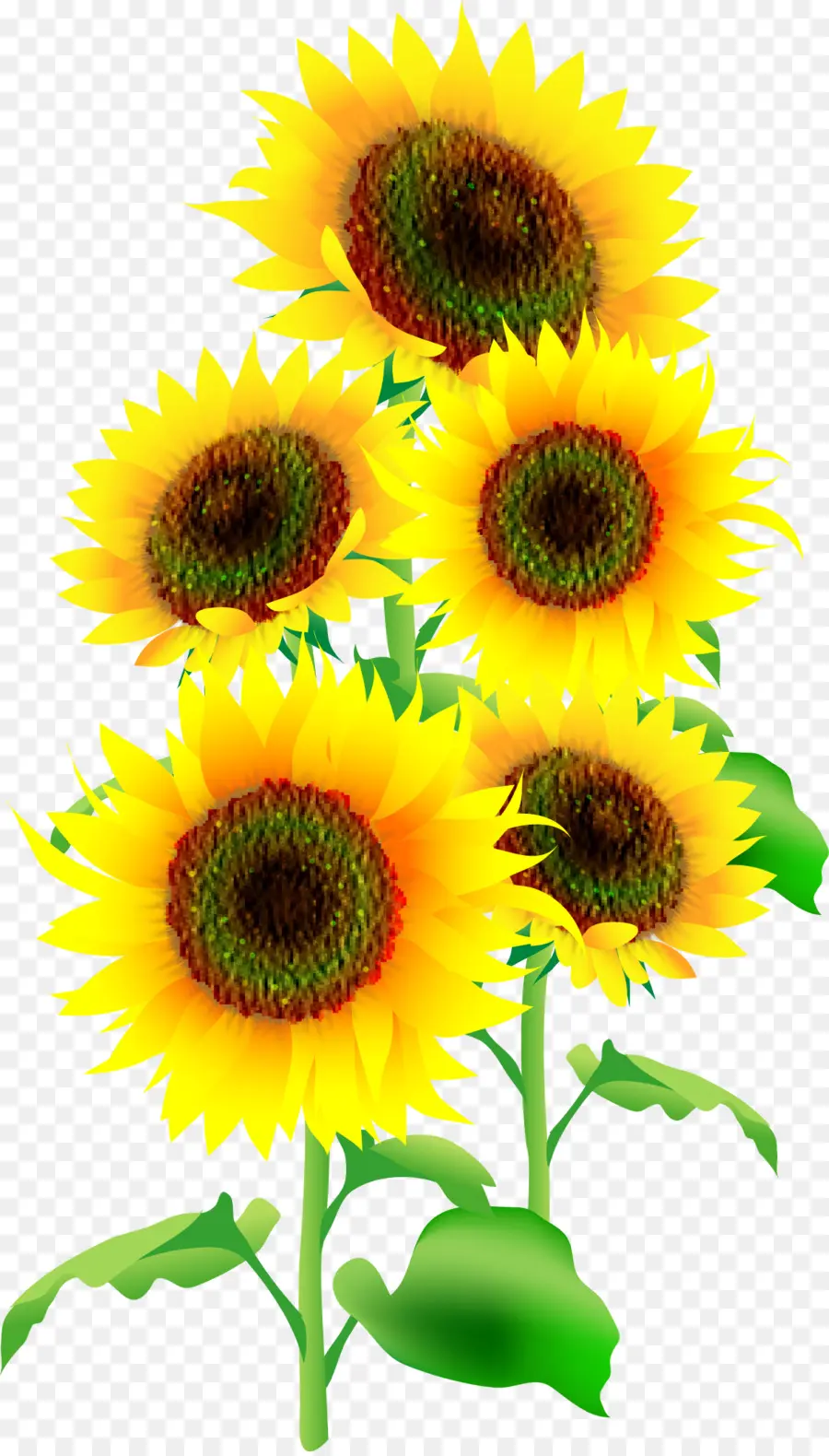 Tournesols，Jaune PNG