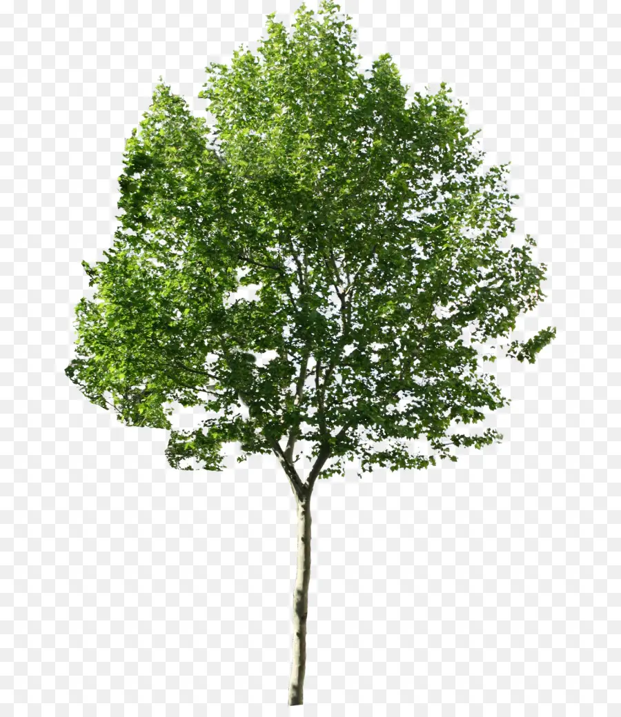 Arbre Vert，Feuilles PNG