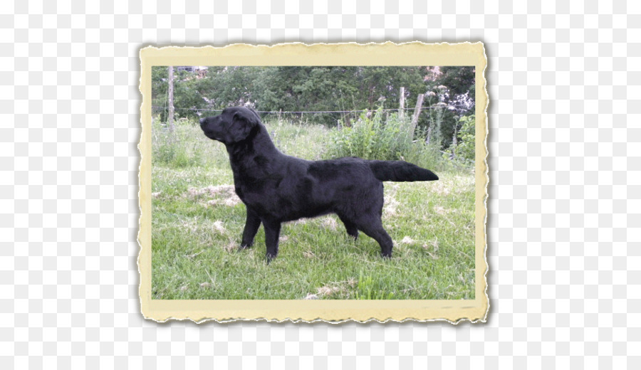 Flatcoated Retriever，Le Labrador Retriever PNG