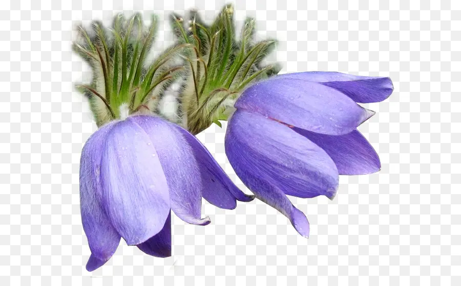 Orientale Pasqueflower，Fleur PNG