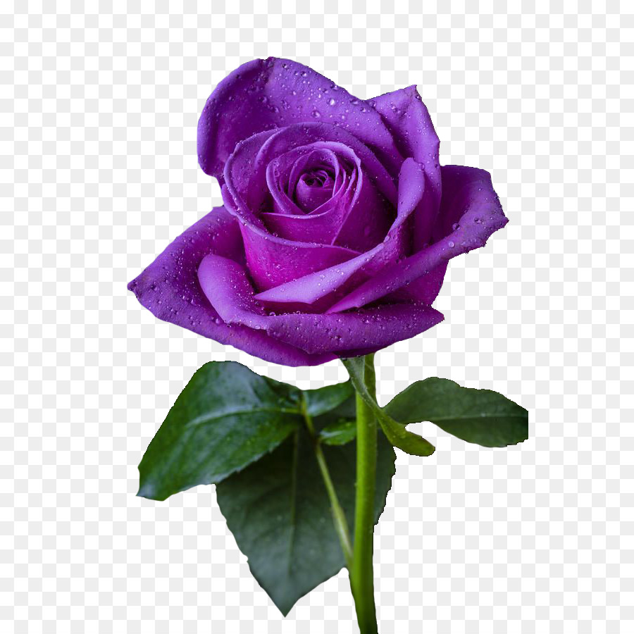 Rose, Violet, Fleur PNG - Rose, Violet, Fleur transparentes | PNG gratuit