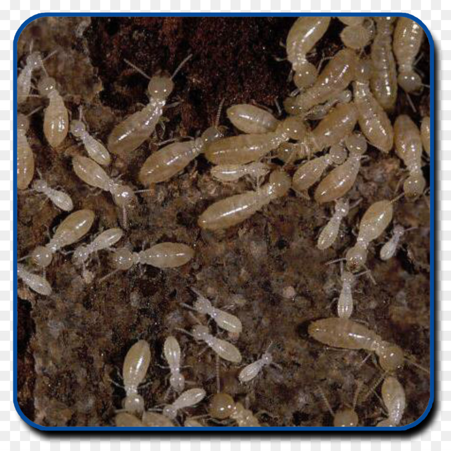 Les Termites，Réticulitermes Lucifugus PNG