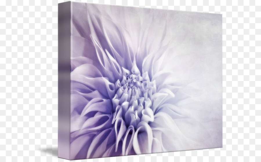 Galerie De L écharpe，Chrysanthème PNG