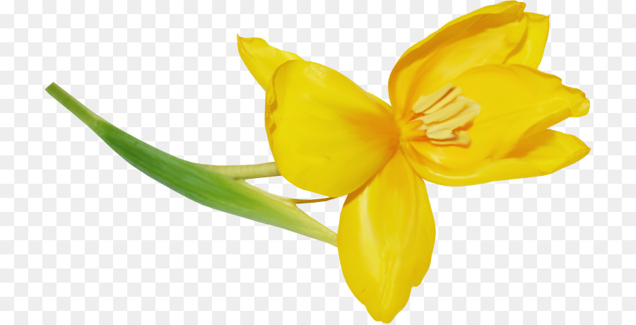 Fleurs Jaunes，Fleurir PNG