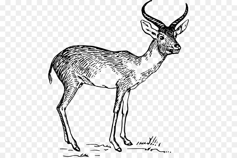 Des Antilopes，L Antilope PNG