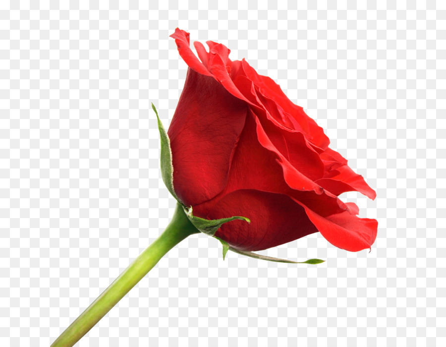 Rose Rouge，Usine PNG