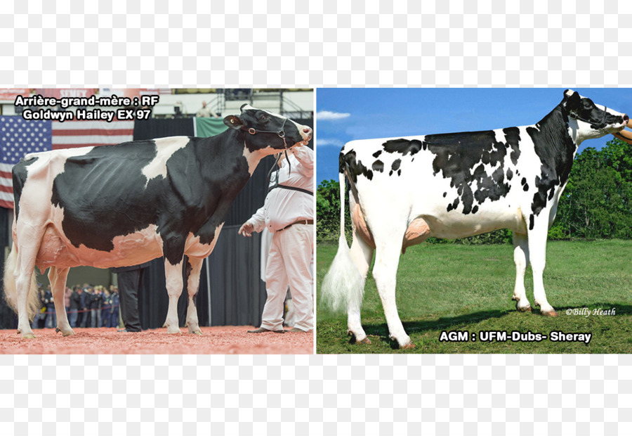 Les Bovins Laitiers，Holstein Friesian Bovins PNG