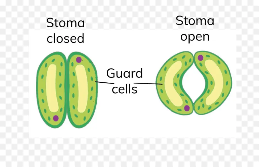 Schéma De La Stomie，Usine PNG