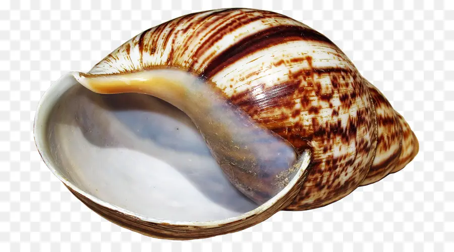 Coquillage，Coquille PNG