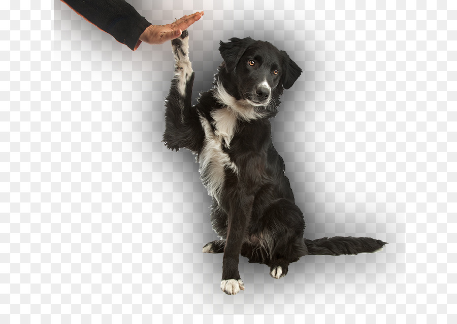 Chien，Animal De Compagnie PNG