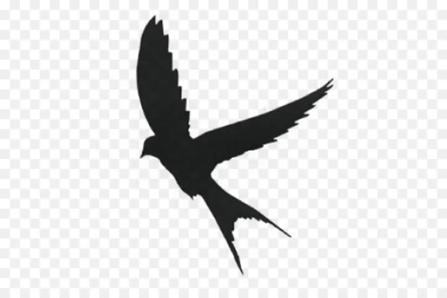 Colibri，Silhouette PNG