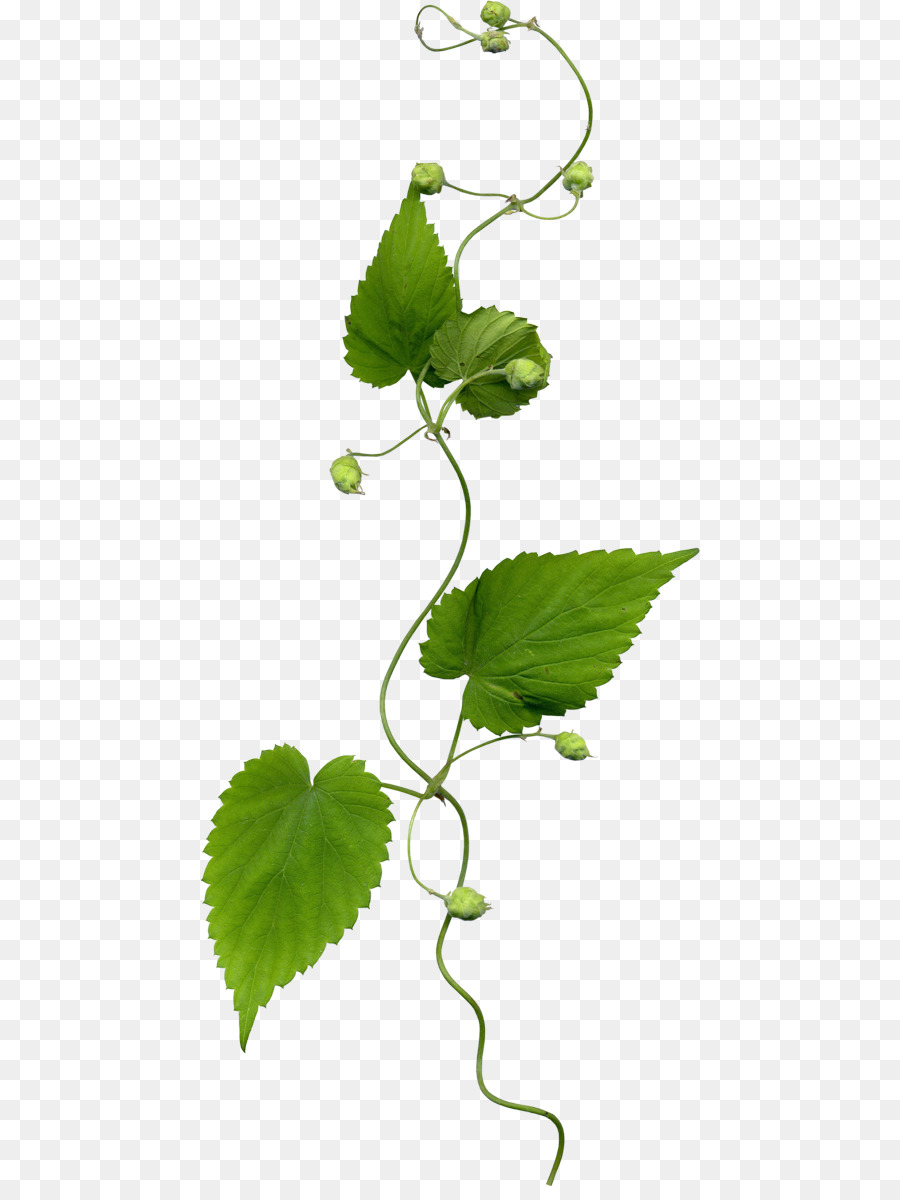 Vigne Verte，Feuilles PNG