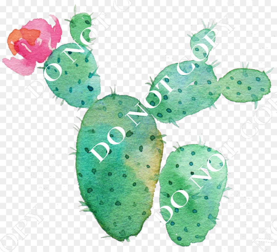 Cactaceae，Fleur PNG