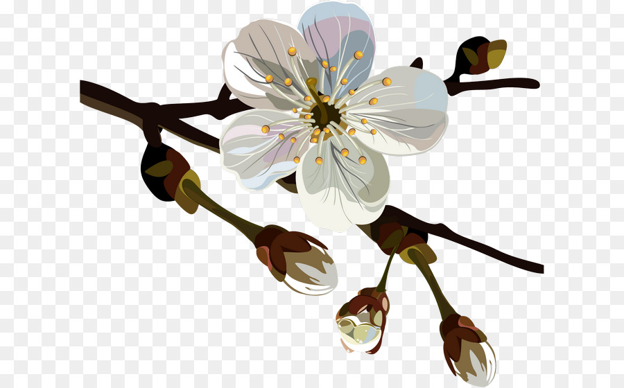 Branche Fleurie，Fleurs PNG