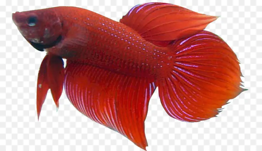 Poisson Rouge，Aquatique PNG