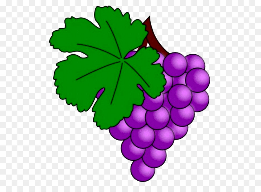 Raisins Violets，Fruit PNG