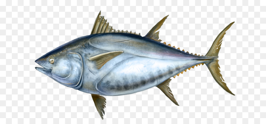 Thunnus，Le Maquereau PNG