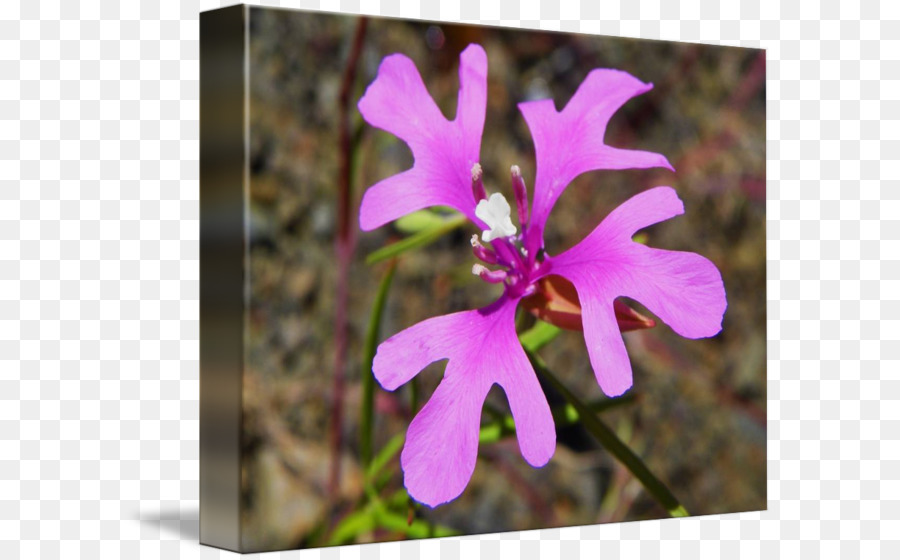 Clarkia Pulchella，Fleurs Sauvages PNG