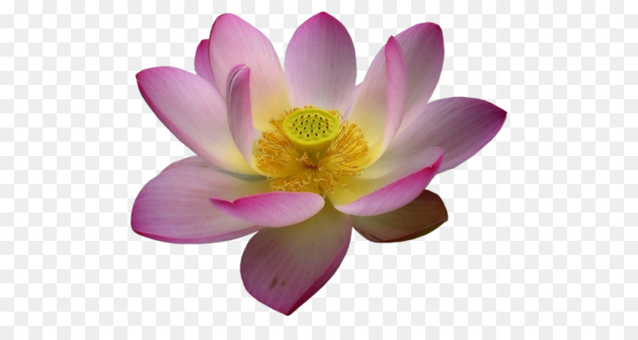 Lotus Rose，Floraison PNG