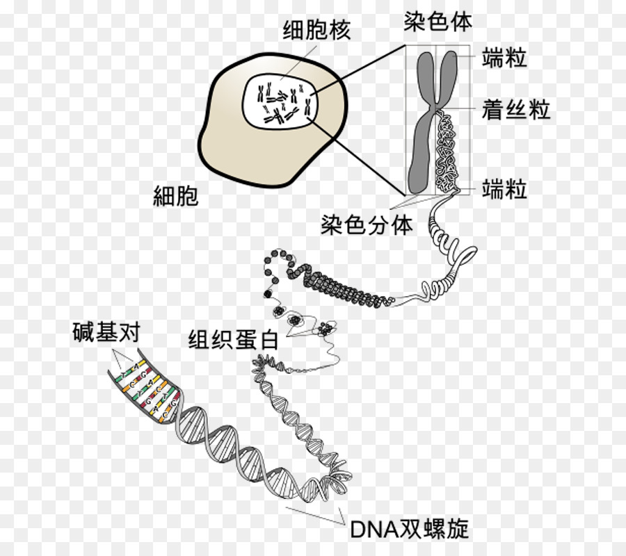 Structure De L'adn，Génétique PNG