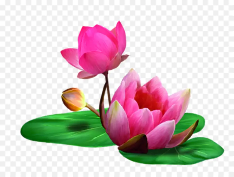 Lotus，Fleur PNG