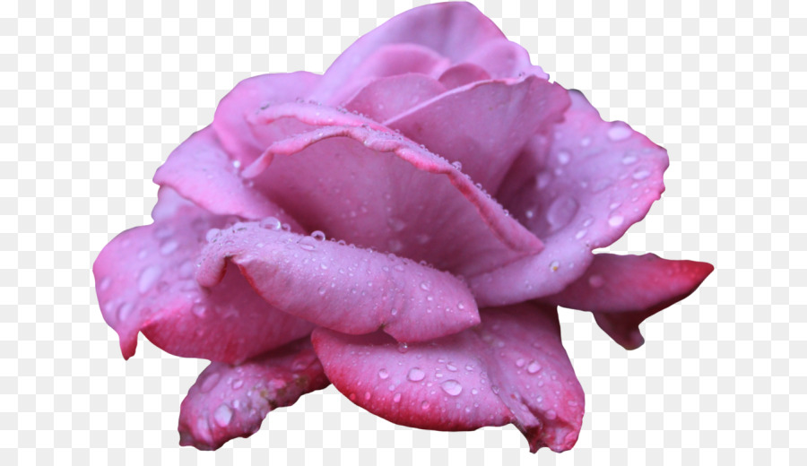 Rose Rose，Fleurir PNG