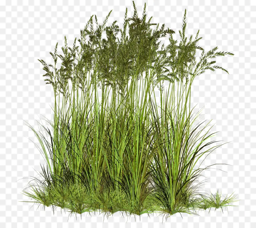 Le Ray Grass，Herbe Douce PNG