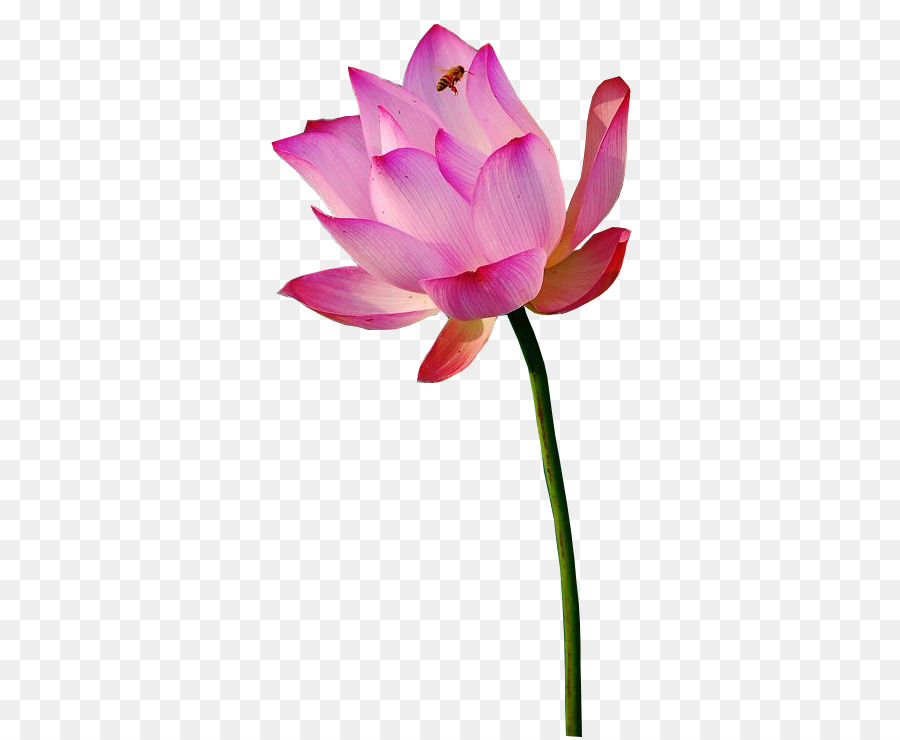 Lotus Rose，Floraison PNG