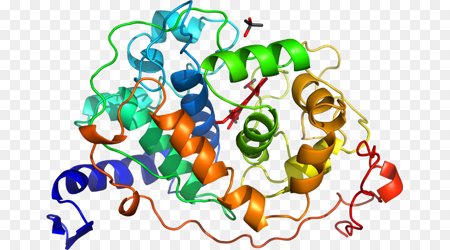 La Protéine De La Superfamille Des，La Duplication De Gènes PNG