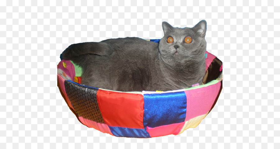 Chartreux，Le British Shorthair PNG