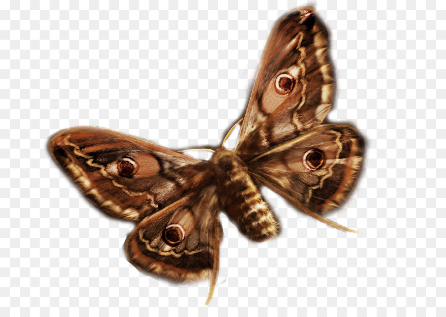 Papillon De L'atlas，Ailes PNG