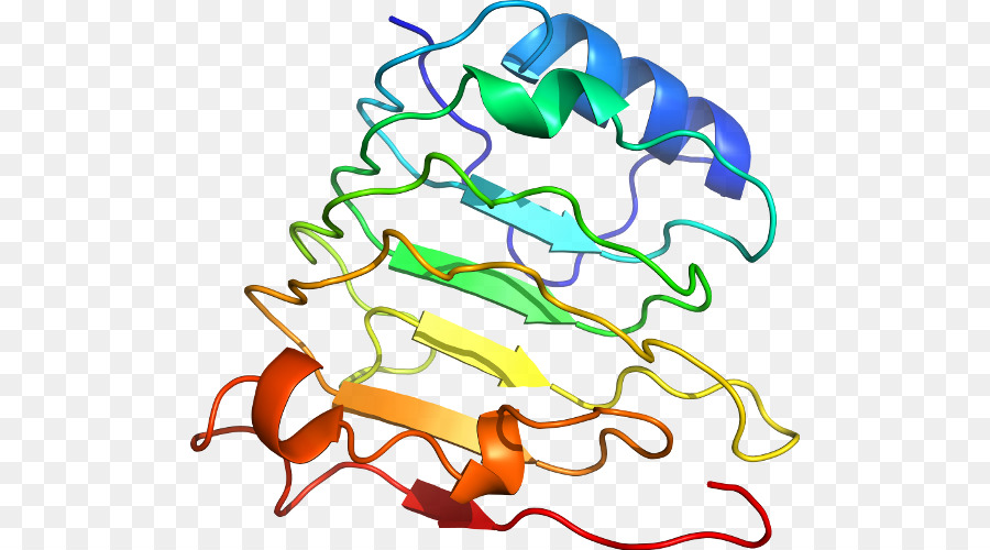 Structure Des Protéines，Biologie PNG