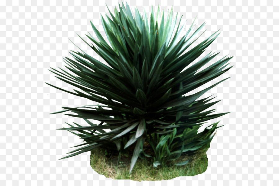 Agave Azul，Plante D'appartement PNG