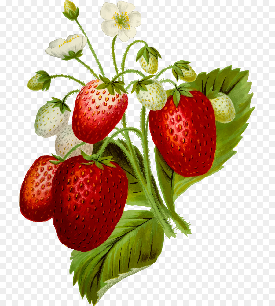 Fraises，Baie PNG